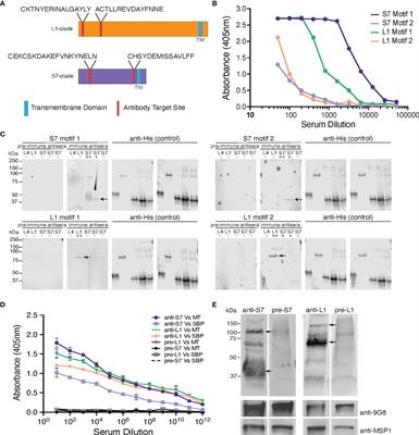 Differential Trafficking and Expression of PIR Proteins in Acute and Chronic Plasmodium Infections